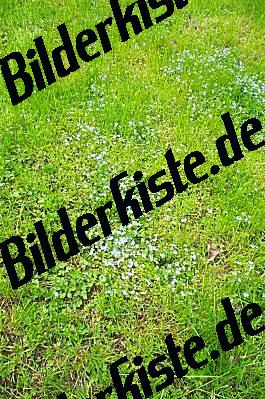 Wiese mit blauen Blumen