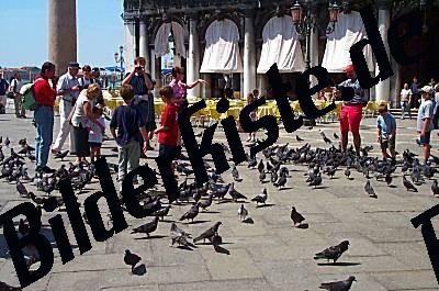 Piccioni a Venezia