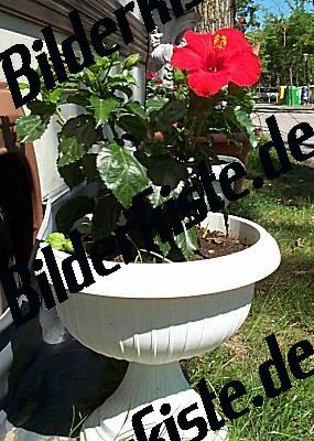 Fiore rosso