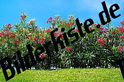 Oleander hedge