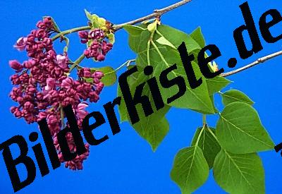 Flieder Sommerflieder