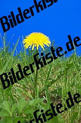 Dandelion on a meadow