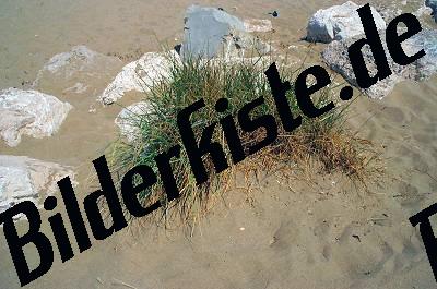 Grasbueschel im Sand