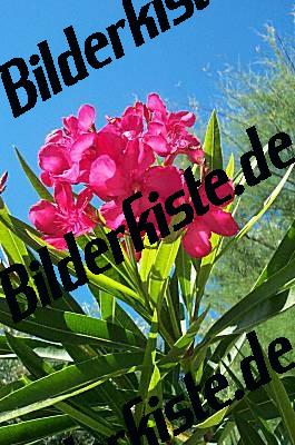 Oleander 