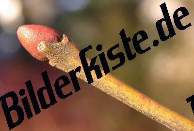 Knospe geschlossen