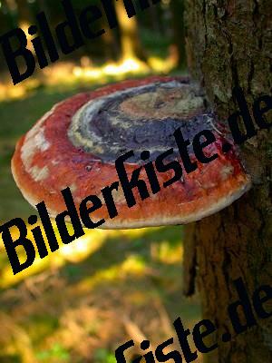 Pilz Leberreischling