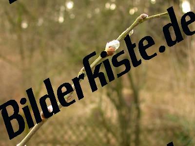 Knospen Weidenkaetzchen