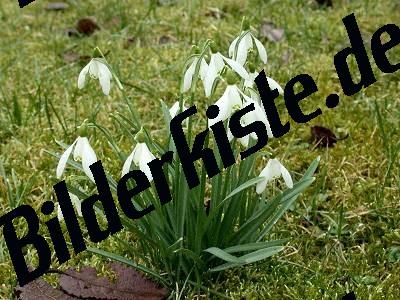 Snowdrops on a meadow