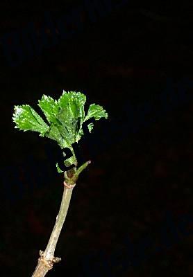 Fiore che sta per germogliare