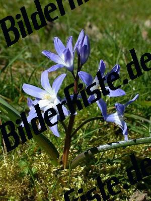 Blume auf Wiese