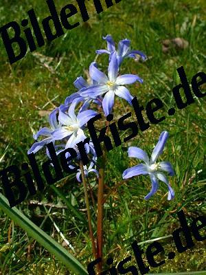 Flower on meadow