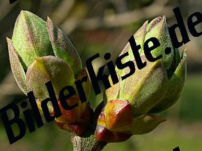 Knospen geschlossen