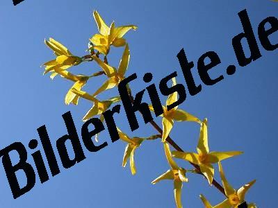 Forsythia