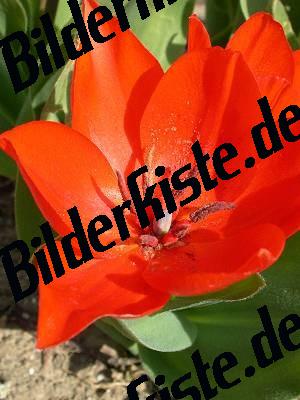 Tulpe Rot