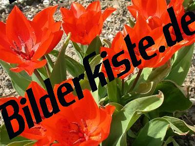 Tulpen Rot