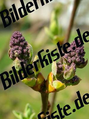 Knospen Flieder geschlossen