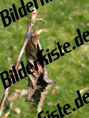 Knospen welkes Blatt