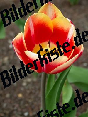 Tulpe Rot