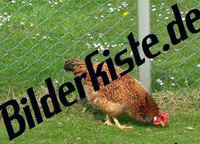 Huhn auf Wiese