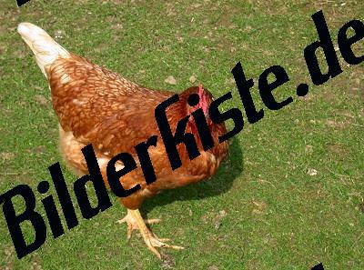 Huhn auf Wiese