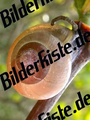 Schnecke auf Ast