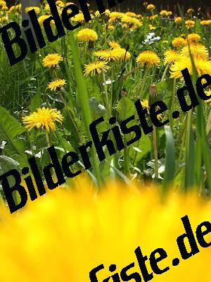 Loewenzahn Wiese