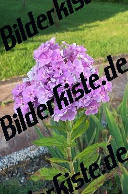 Blume Lila