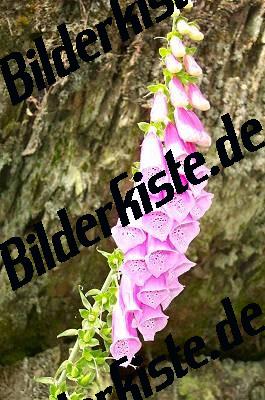 Blumen Fingerhut