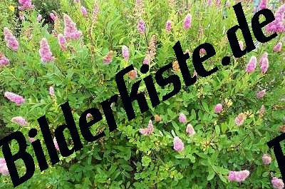 Fiori rosa