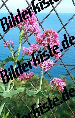 Blume Dost