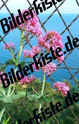 Blume Dost