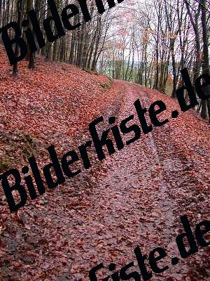 Waldweg im Herbst