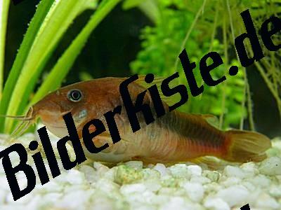 Fisch im Aquarium