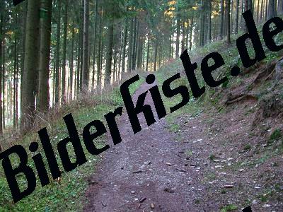 Waldweg im Sommer