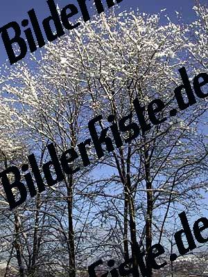 Alberi d\'inverno