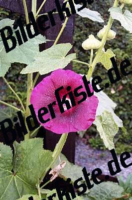 Blume rosa