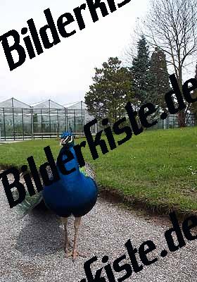 Pfau vor Gewaechshaeusern