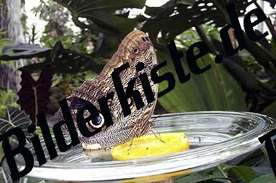 Butterfly on a lemon