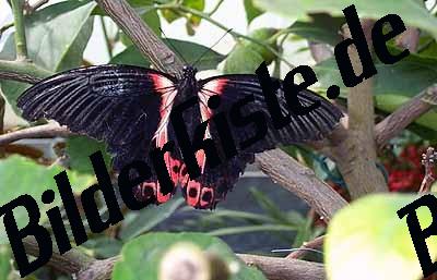 Farfalla nera e rosa