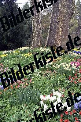 Blumenwiese unter Baeumen