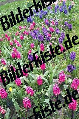 Blumen Blumenwiese