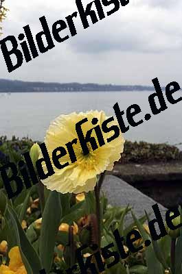 Blume gelb