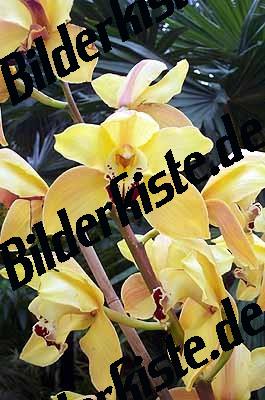 Blume Orchidee