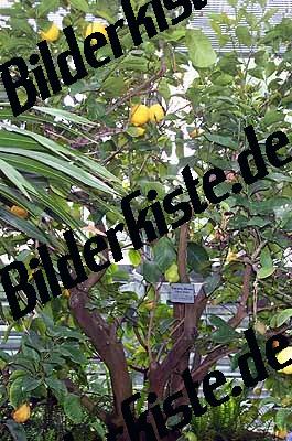Albero di limoni
