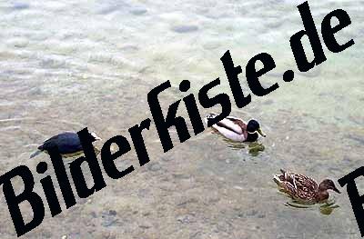 drei Enten schwimmend