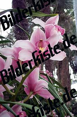 Blume Orchidee