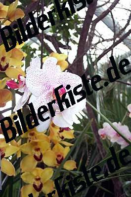 Blume Orchidee