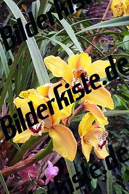 Blume Orchidee