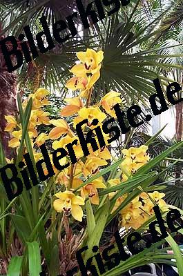 Blume Orchidee