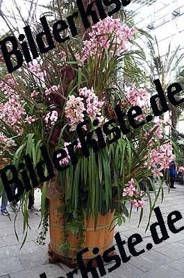 Blumen Orchidee im Topf